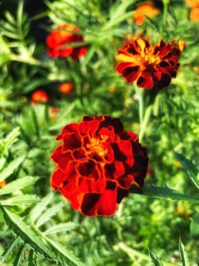 Eşsiz ulusal fotoğraflar, Ukrayna, Ukrayna bitkileri, kadife çiçekleri, doğa sembolleri