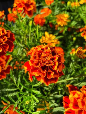 Eşsiz ulusal fotoğraflar, Ukrayna, Ukrayna bitkileri, kadife çiçekleri, doğa sembolleri