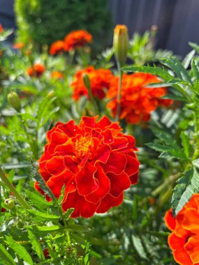 Eşsiz ulusal fotoğraflar, Ukrayna, Ukrayna bitkileri, kadife çiçekleri, doğa sembolleri