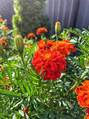 Eşsiz ulusal fotoğraflar, Ukrayna, Ukrayna bitkileri, kadife çiçekleri, doğa sembolleri