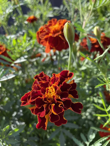 Eşsiz ulusal fotoğraflar, Ukrayna, Ukrayna bitkileri, kadife çiçekleri