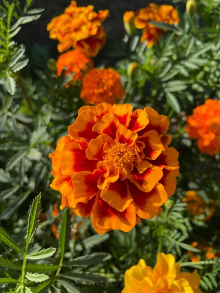 Eşsiz ulusal fotoğraflar, Ukrayna, Ukrayna bitkileri, kadife çiçekleri