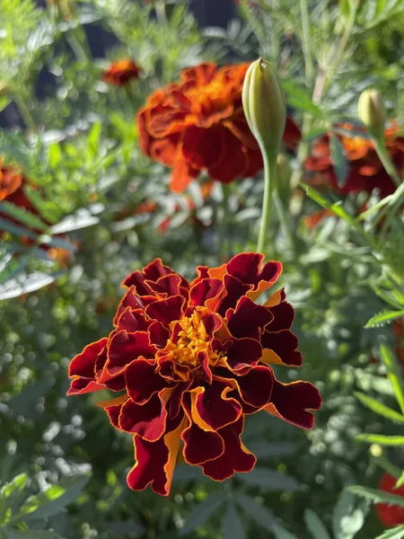 Eşsiz ulusal fotoğraflar, Ukrayna, Ukrayna bitkileri, kadife çiçekleri