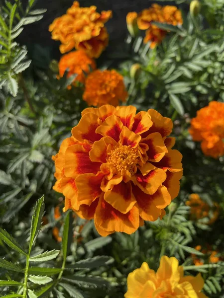 Eşsiz ulusal fotoğraflar, Ukrayna, Ukrayna bitkileri, kadife çiçekleri