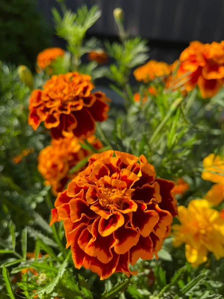 Eşsiz ulusal fotoğraflar, Ukrayna, Ukrayna bitkileri, kadife çiçekleri