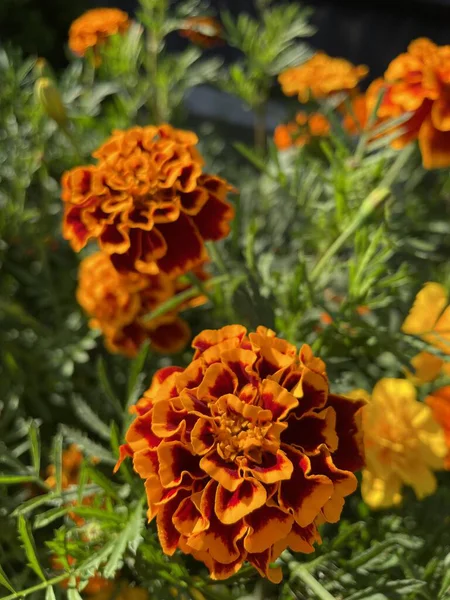 Eşsiz ulusal fotoğraflar, Ukrayna, Ukrayna bitkileri, kadife çiçekleri