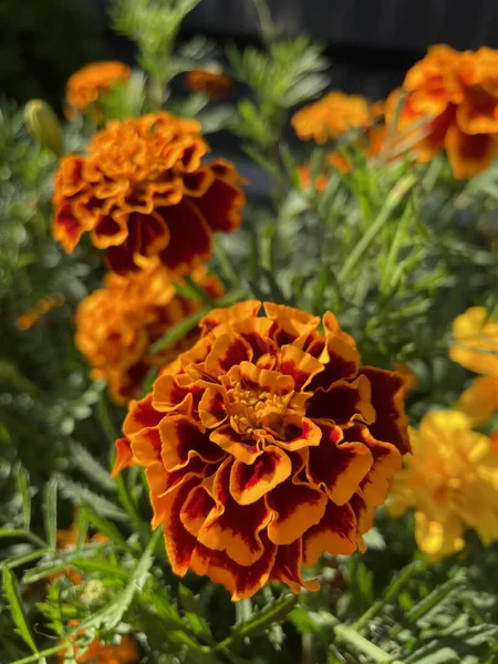 Eşsiz ulusal fotoğraflar, Ukrayna, Ukrayna bitkileri, kadife çiçekleri