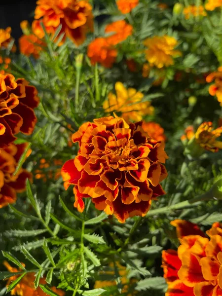 Eşsiz ulusal fotoğraflar, Ukrayna, Ukrayna bitkileri, kadife çiçekleri