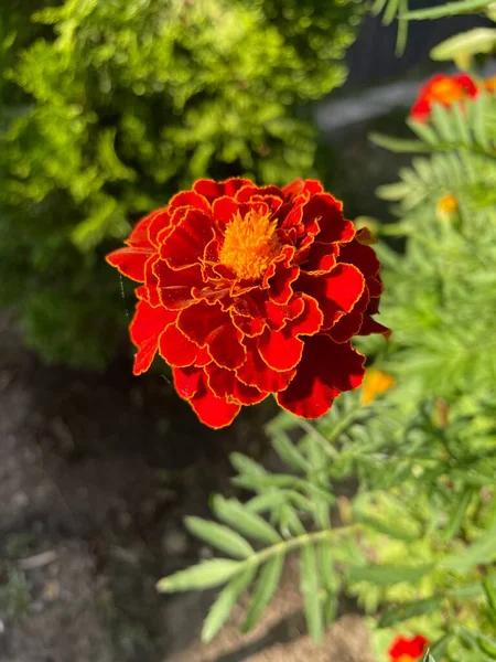 Eşsiz ulusal fotoğraflar, Ukrayna, Ukrayna bitkileri, kadife çiçekleri