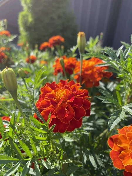 Eşsiz ulusal fotoğraflar, Ukrayna, Ukrayna bitkileri, kadife çiçekleri