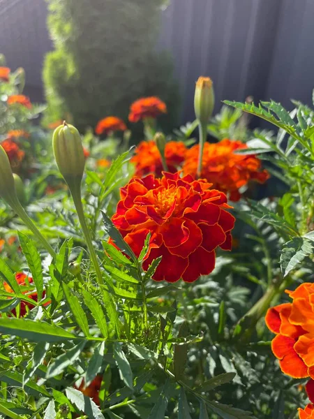 Eşsiz ulusal fotoğraflar, Ukrayna, Ukrayna bitkileri, kadife çiçekleri