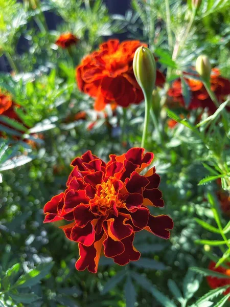 Eşsiz ulusal fotoğraflar, Ukrayna, Ukrayna bitkileri, kadife çiçekleri, doğa sembolleri