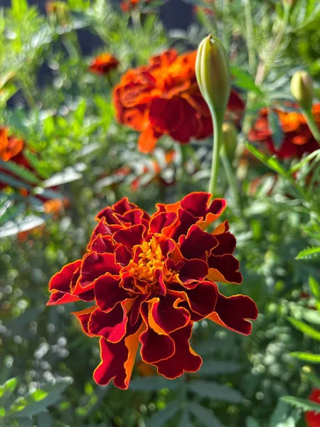 Eşsiz ulusal fotoğraflar, Ukrayna, Ukrayna bitkileri, kadife çiçekleri, doğa sembolleri