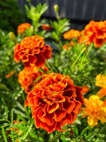 Eşsiz ulusal fotoğraflar, Ukrayna, Ukrayna bitkileri, kadife çiçekleri, doğa sembolleri