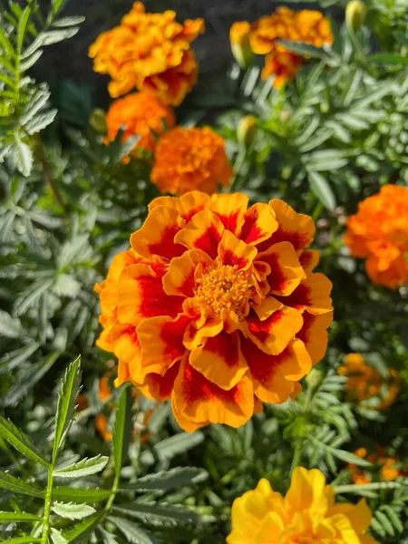 Eşsiz ulusal fotoğraflar, Ukrayna, Ukrayna bitkileri, kadife çiçekleri, doğa sembolleri