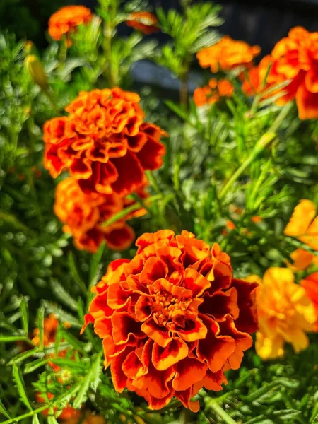 Eşsiz ulusal fotoğraflar, Ukrayna, Ukrayna bitkileri, kadife çiçekleri, doğa sembolleri