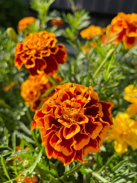 Eşsiz ulusal fotoğraflar, Ukrayna, Ukrayna bitkileri, kadife çiçekleri, doğa sembolleri