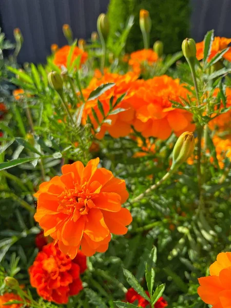 Eşsiz ulusal fotoğraflar, Ukrayna, Ukrayna bitkileri, kadife çiçekleri, doğa sembolleri