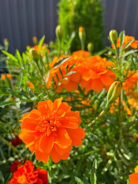 Eşsiz ulusal fotoğraflar, Ukrayna, Ukrayna bitkileri, kadife çiçekleri, doğa sembolleri