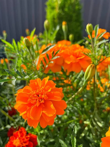 Eşsiz ulusal fotoğraflar, Ukrayna, Ukrayna bitkileri, kadife çiçekleri, doğa sembolleri