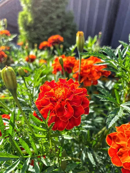 Eşsiz ulusal fotoğraflar, Ukrayna, Ukrayna bitkileri, kadife çiçekleri, doğa sembolleri