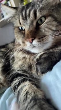 Büyük bir kedinin portresi, yakından Maine Rakunu.