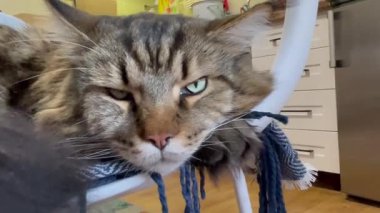 Büyük Ukrayna kedisi Maine rakunu, dost canlısı hayvan. 