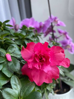 İç mekan bitkilerine ve çiçeklere dikkat: Önplanda pembe bir açelya ve arkasında mor bir orkide vardır.