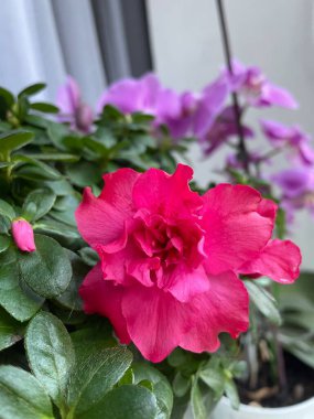 İç mekan bitkilerine ve çiçeklere dikkat: Önplanda pembe bir açelya ve arkasında mor bir orkide vardır.