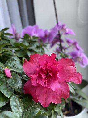 İç mekan bitkilerine ve çiçeklere dikkat: Önplanda pembe bir açelya ve arkasında mor bir orkide vardır.