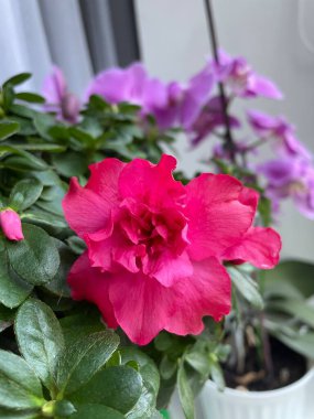 İç mekan bitkilerine ve çiçeklere dikkat: Önplanda pembe bir açelya ve arkasında mor bir orkide vardır.