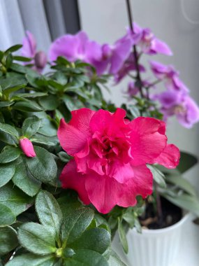 İç mekan bitkilerine ve çiçeklere dikkat: Önplanda pembe bir açelya ve arkasında mor bir orkide vardır.