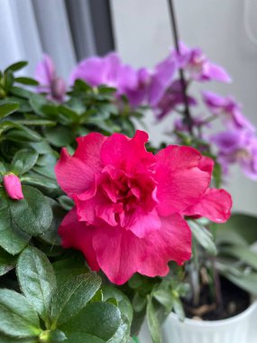 İç mekan bitkilerine ve çiçeklere dikkat: Önplanda pembe bir açelya ve arkasında mor bir orkide vardır.