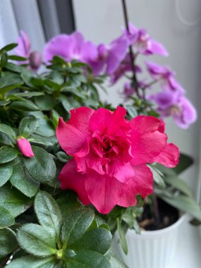 İç mekan bitkilerine ve çiçeklere dikkat: Önplanda pembe bir açelya ve arkasında mor bir orkide vardır.