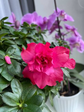 İç mekan bitkilerine ve çiçeklere dikkat: Önplanda pembe bir açelya ve arkasında mor bir orkide vardır.