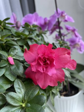 İç mekan bitkilerine ve çiçeklere dikkat: Önplanda pembe bir açelya ve arkasında mor bir orkide vardır.