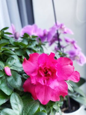 Kapalı alandaki bitki ve çiçeklere dikkat: Pembe bir açelya ön planda ve mor bir orkide arkasında; 