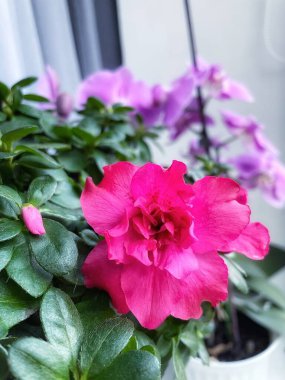 Kapalı alandaki bitki ve çiçeklere dikkat: Pembe bir açelya ön planda ve mor bir orkide arkasında; 