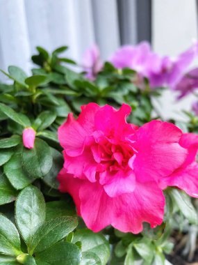 Kapalı alandaki bitki ve çiçeklere dikkat: Pembe bir açelya ön planda ve mor bir orkide arkasında; 