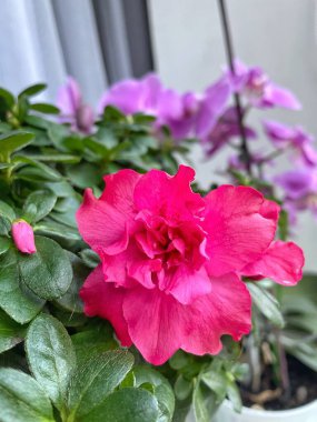 Kapalı alandaki bitki ve çiçeklere dikkat: Pembe bir açelya ön planda ve mor bir orkide arkasında; 