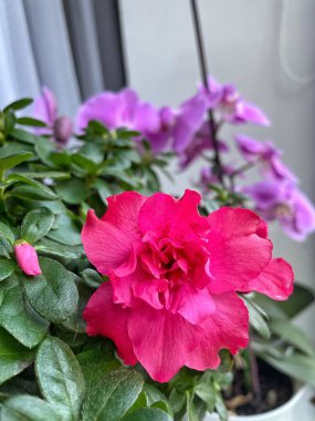 Kapalı alandaki bitki ve çiçeklere dikkat: Pembe bir açelya ön planda ve mor bir orkide arkasında; 