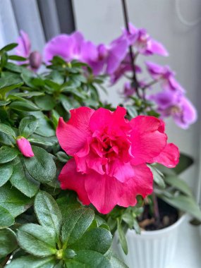 Kapalı alandaki bitki ve çiçeklere dikkat: Pembe bir açelya ön planda ve mor bir orkide arkasında; 