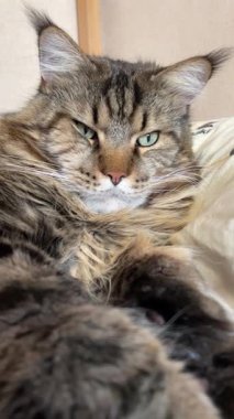 Büyük, dost canlısı, nazik ve nazik evcil hayvan, Ukrayna Rakun kedisi dinleniyor ve uyuyor