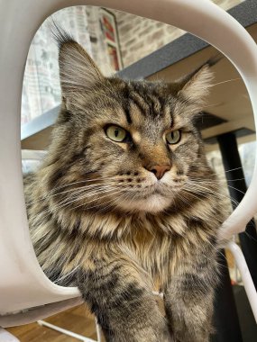 Büyük, dost canlısı, nazik ve nazik bir evcil hayvan, bir Ukrayna Rakun kedisi