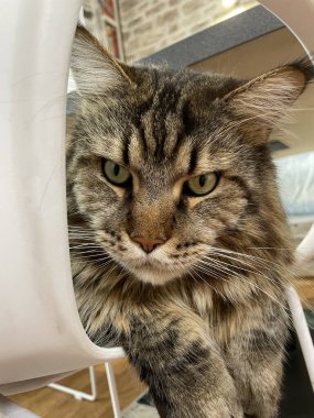 Büyük, dost canlısı, nazik ve nazik bir evcil hayvan, bir Ukrayna Rakun kedisi