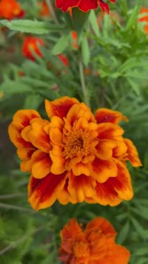 Ukrayna çiçekleri, kadife çiçekleri, sonbahar çiçekleri, Ukrayna 'nın ulusal sembolleri