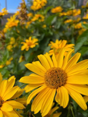 Ukrayna 'daki bahçede sarı Ukrayna çiçekleri 