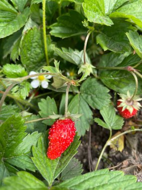 Ukrayna 'nın lezzetli kırmızı orman çileği