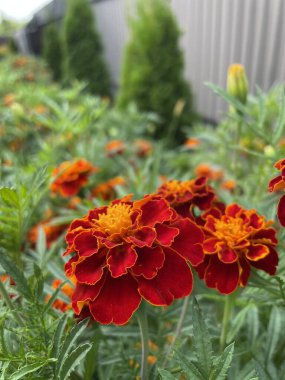 Ukrayna çiçekleri, kadife çiçekleri, sonbahar çiçekleri, Ukrayna 'nın ulusal sembolleri