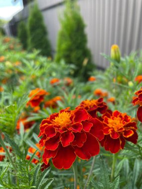 Ukrayna çiçekleri, kadife çiçekleri, sonbahar çiçekleri, Ukrayna 'nın ulusal sembolleri